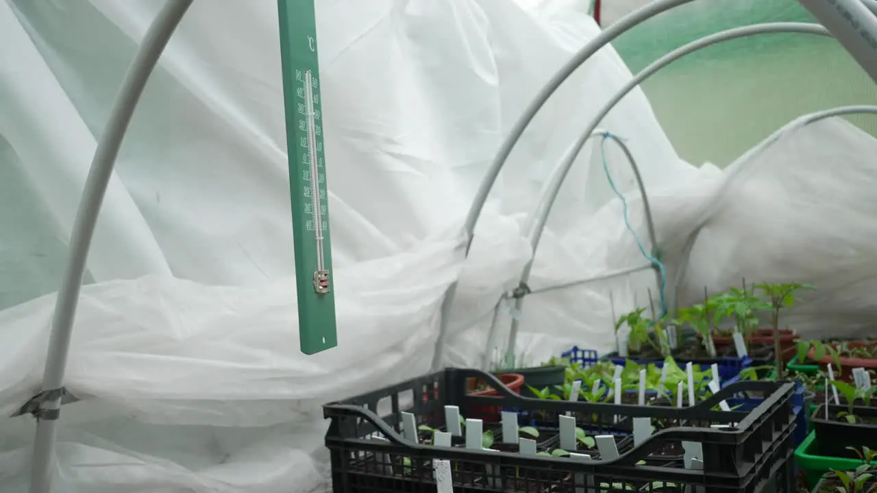 Thermometer hanging from the roof in a greenhouse with open tarp roof