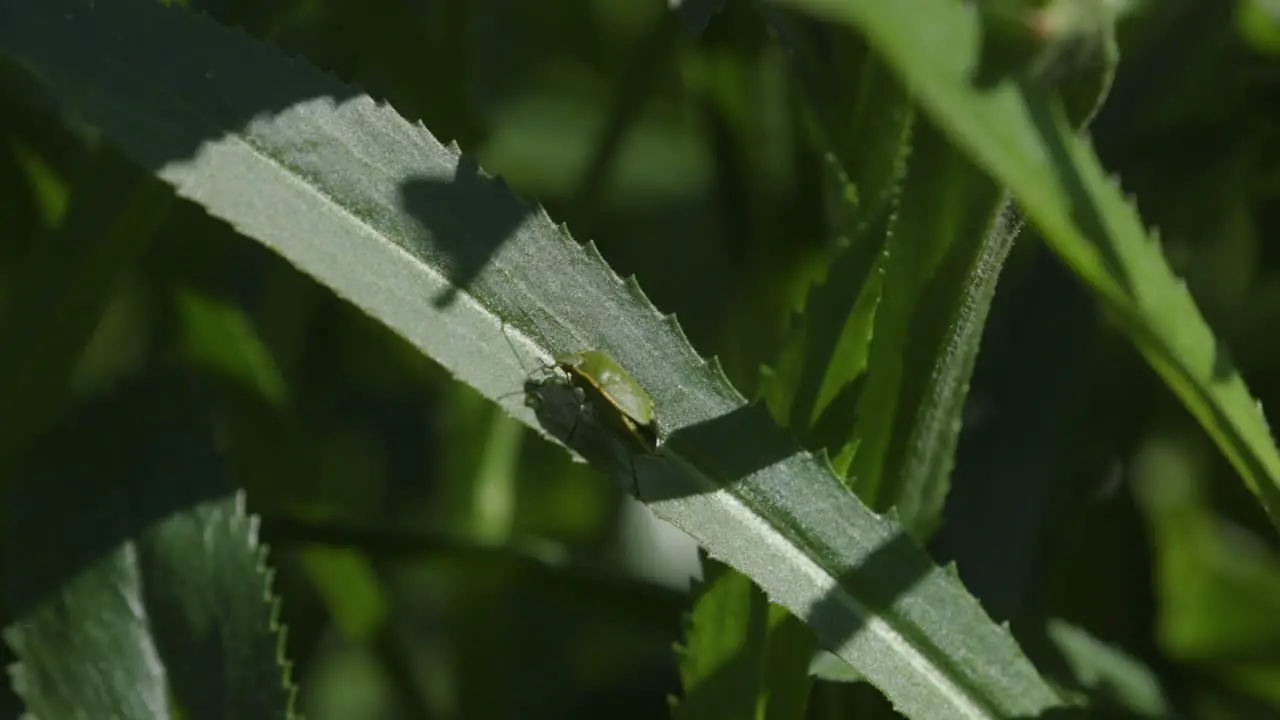 Invasive non-native stinkbugs on leaves in Pacific Northwest backyard