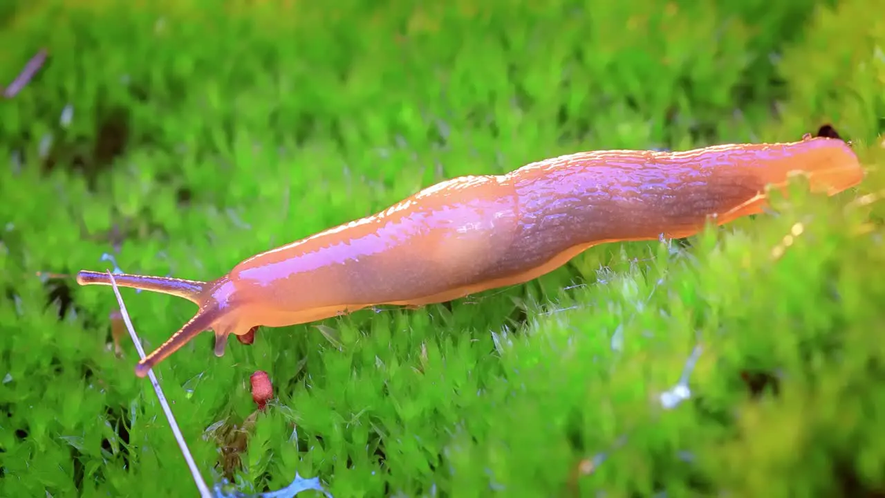 Slug slowly crawls on the green grass Slug is a common name for a number of gastropods that have undergone a reduction or complete loss of the shell during their evolutionary development