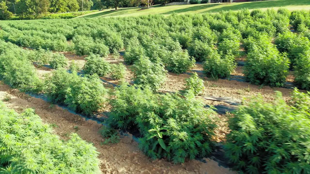 Low flying drone shot of field of hemp marijuana plants in Pennsylvania on beautiful sunny afternoon