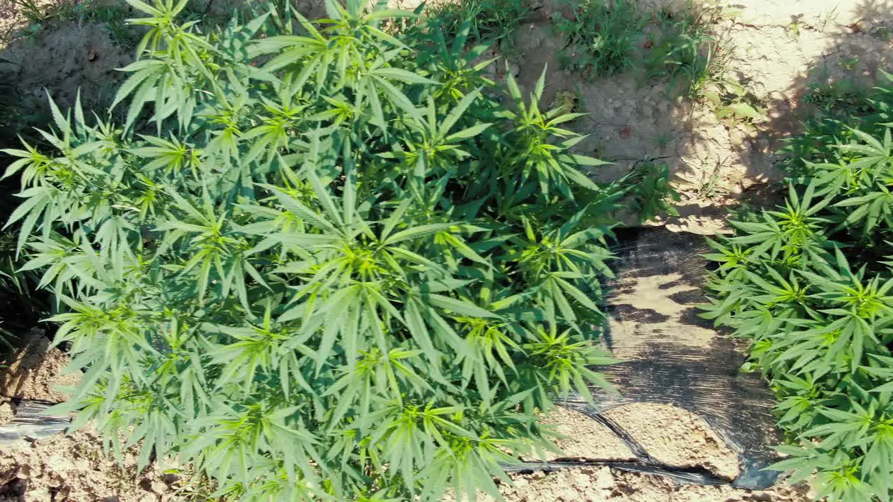 Extreme close up trucking shot of marijuana plants growing in neat rows with black plastic keeping soil warm for plants