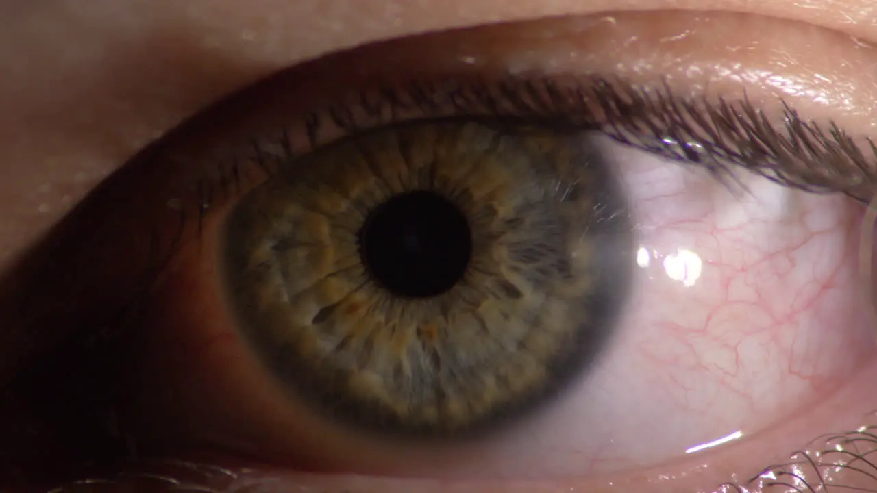 Human Eyeball Close Up Detailed Eye with Pupil and Iris Caucasian