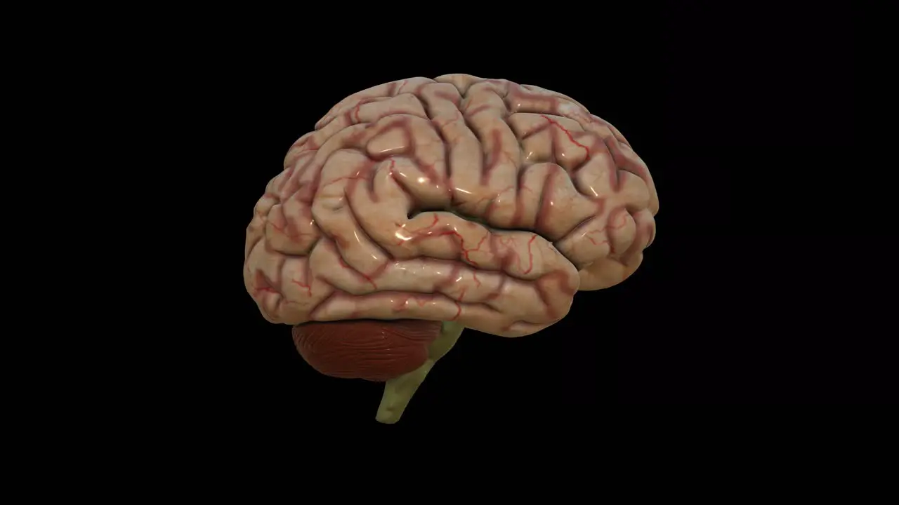 3D simulation of human brain rotating on dark background