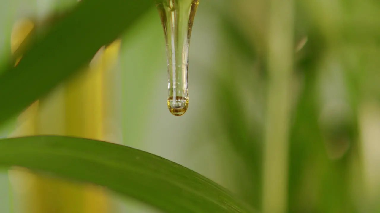 Fresh green background with liquid drops from a medical pipette dropper