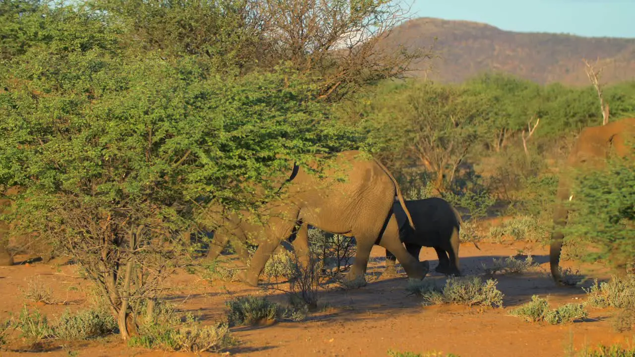 Family Of Elephants Walking In Savanna