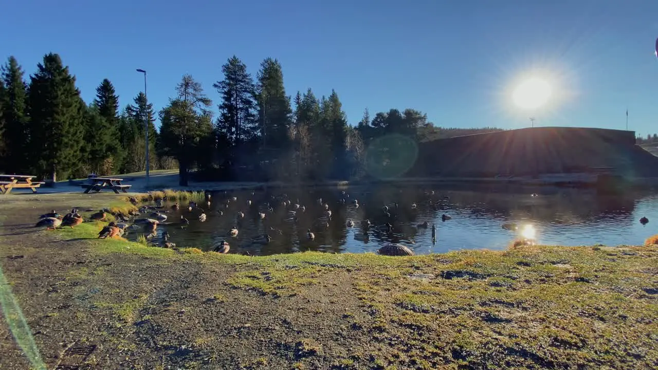 Ducks enjoying themself in the sun by a pond in early wintertime