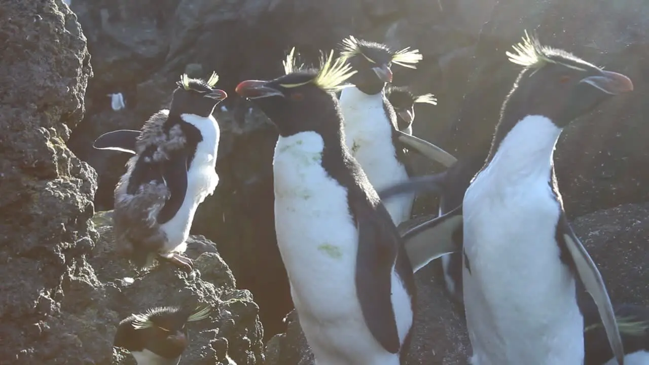 A large group of loud Rockhopper penguins sitting in the sun on a sub Antarctic island