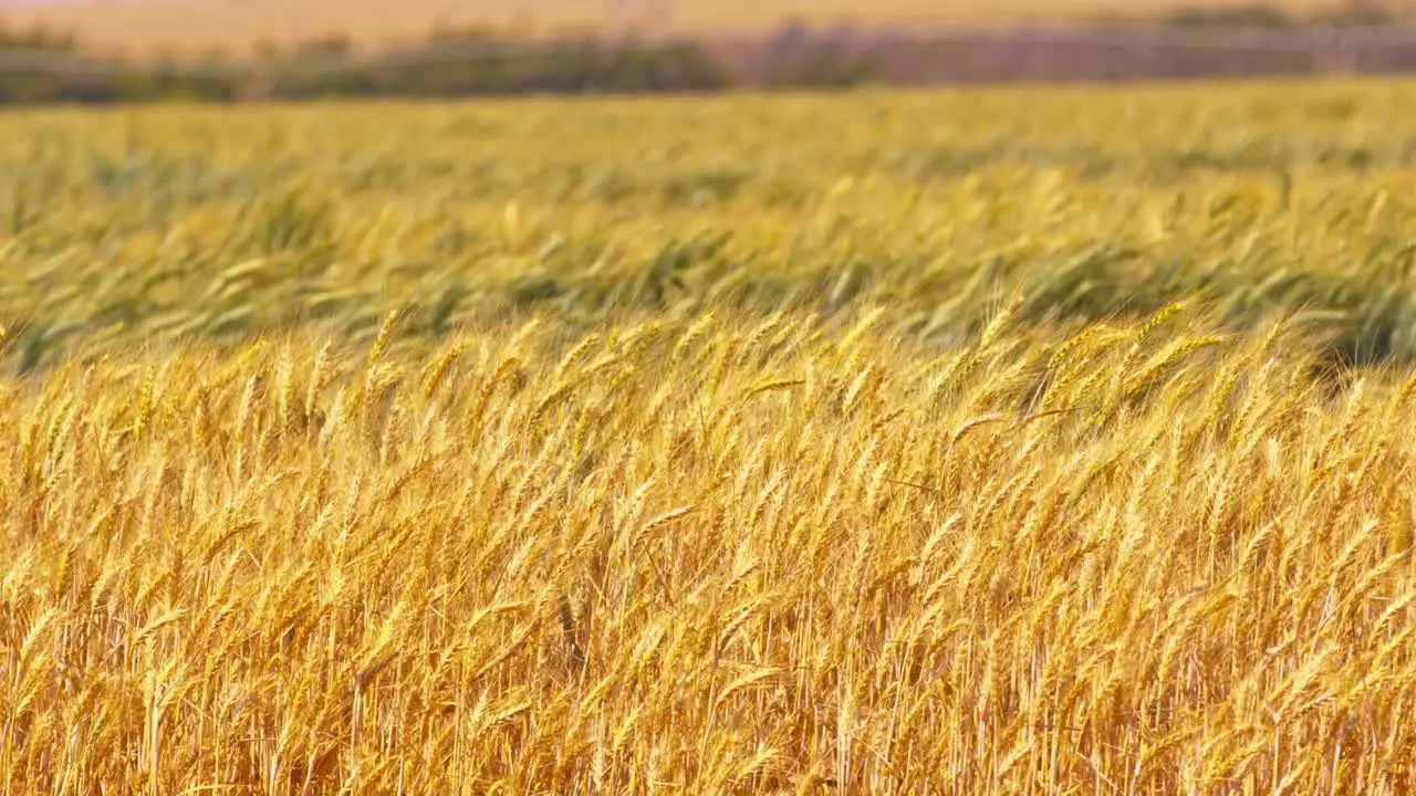 Wheat Dancing in the Wind Agriculture Harvesting Concept Static Shot