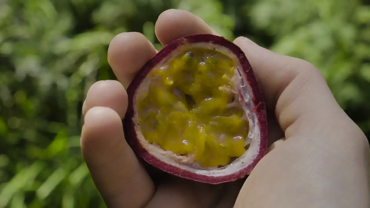 Passion fruit fresh half held by Caucasian hands looking down at fruit