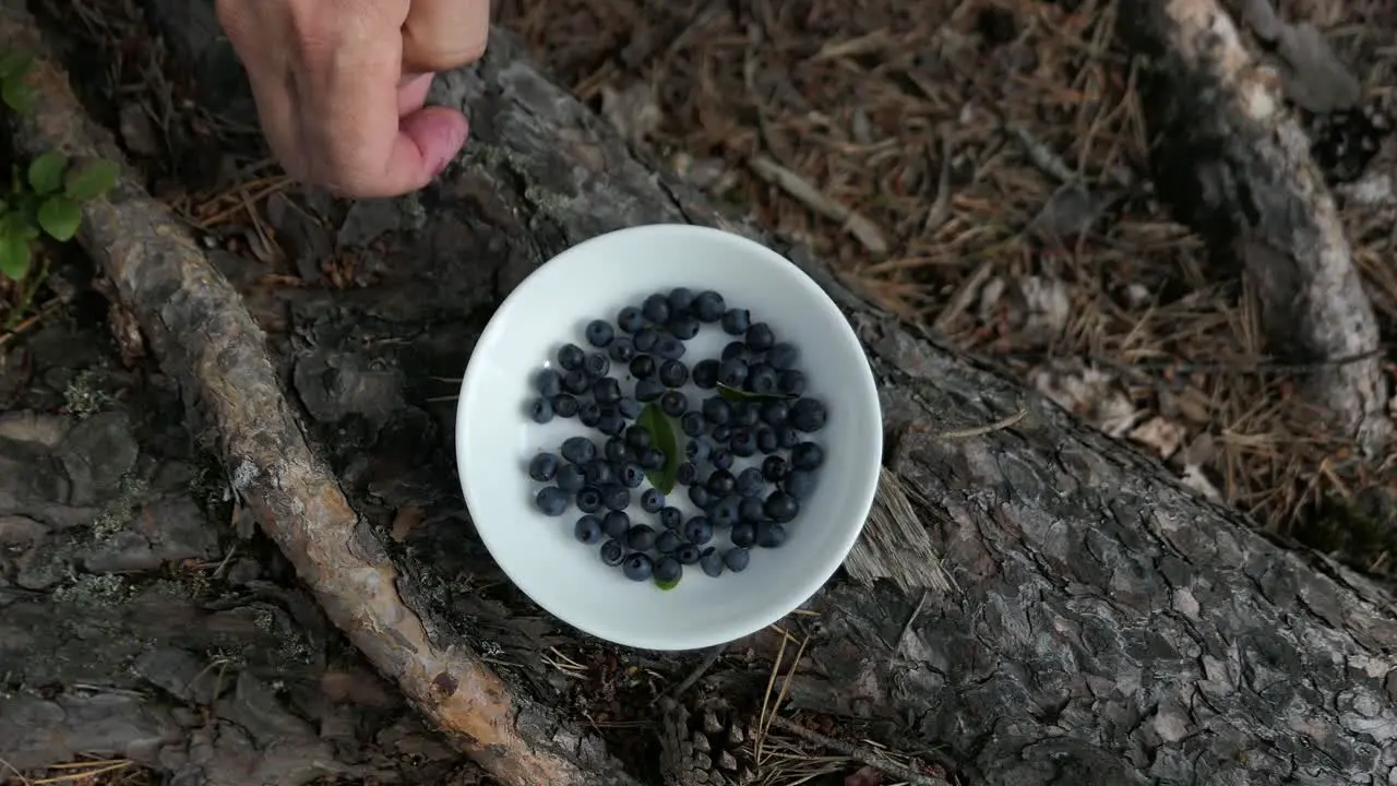 Bowl of blueberries in forest hand putting wild berries into bowl top view