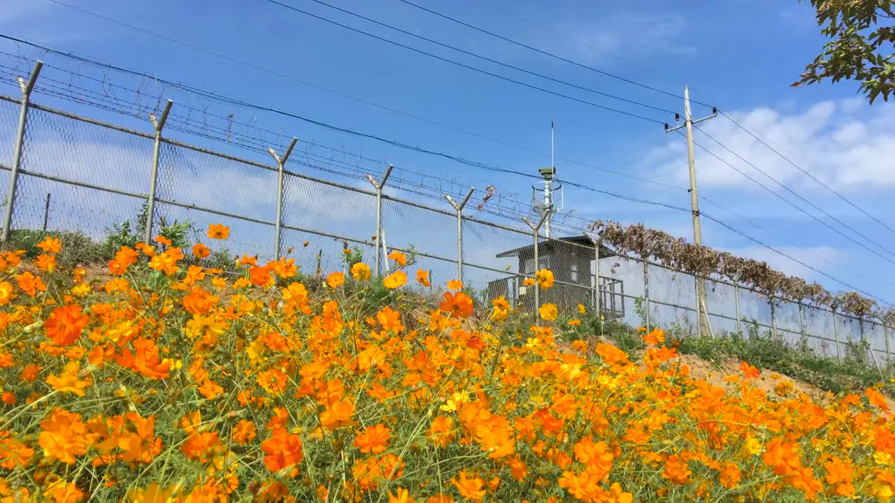 Flowers shake near barbed wires and a guard post at Imjingak by the DMZ overlooking North Korea in Munsan Paju Gyeonggi-do South Korea-1