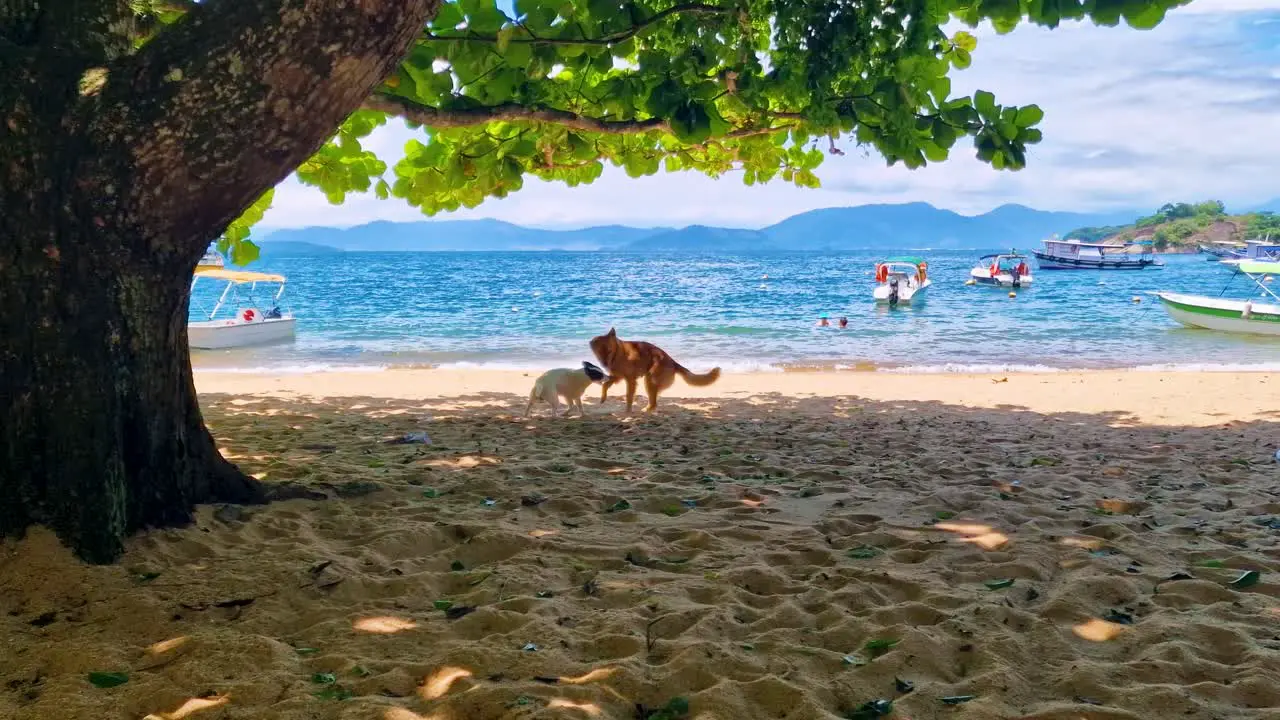 Two dogs playing on the beach in the shade under a large tree with boats in background