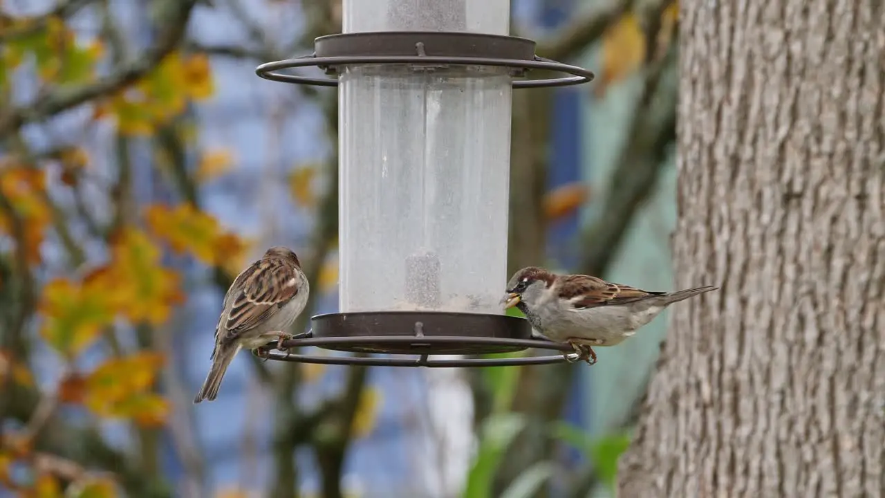 House Sparrows congregate around the bird feeder in fall