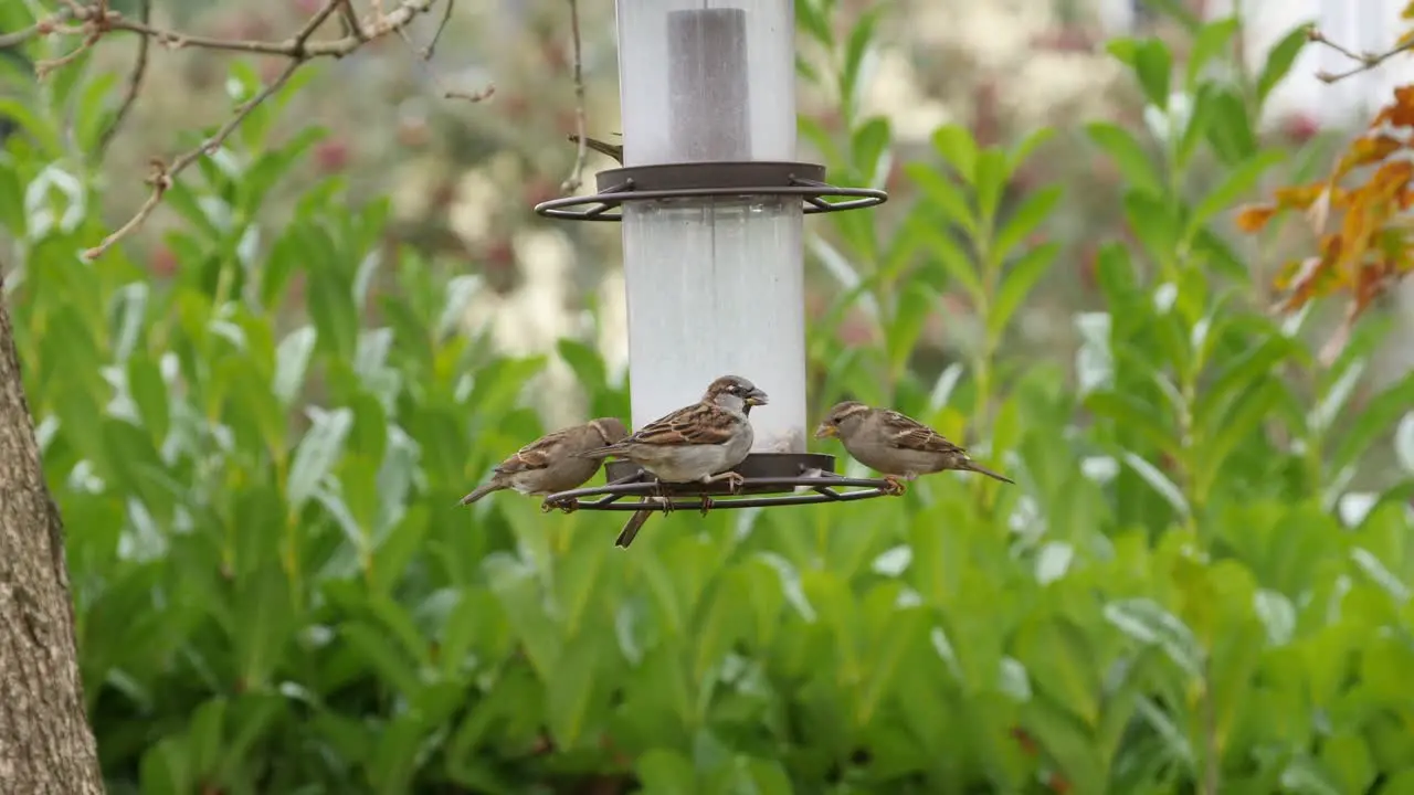 House Sparrows congregate around the feeder