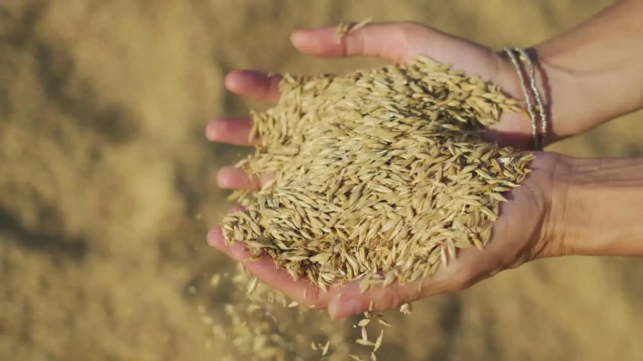 Woman holding wheat seeds in the palm of her hands