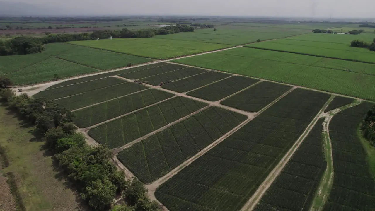 Aerial view of vast Pineapple fields in Cali Colombia