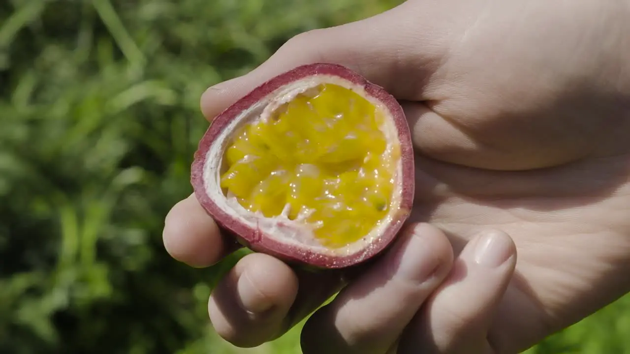 Caucasian hands holding sweet food passion fruit half with inner seed cross section showing camera