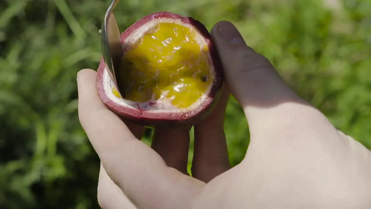 Caucasian hands scooping passion fruit sweet inner seeds with silver spoon