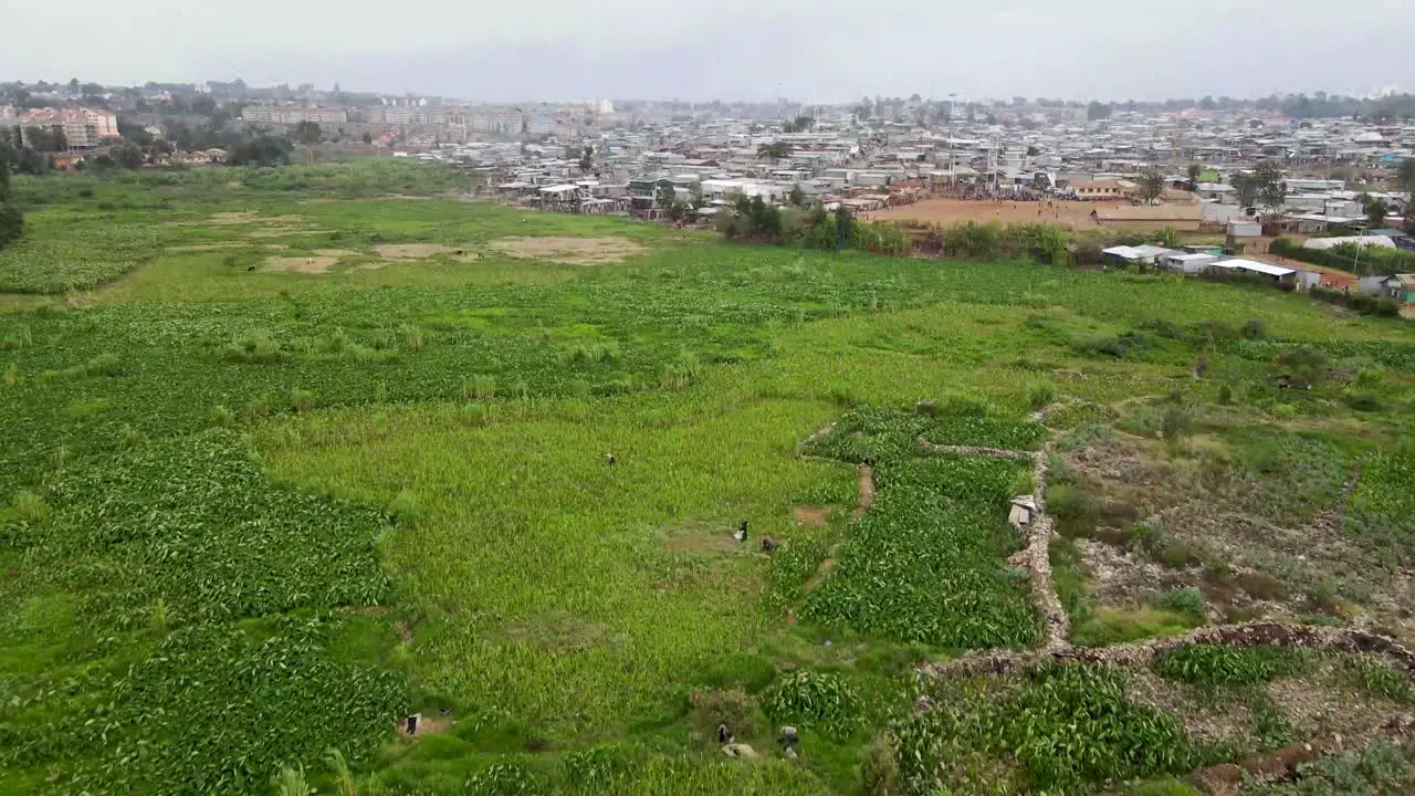 People walking in the farming people working in the farm in the city urban farming in Nairobi urban farming in the slums of Nairobi