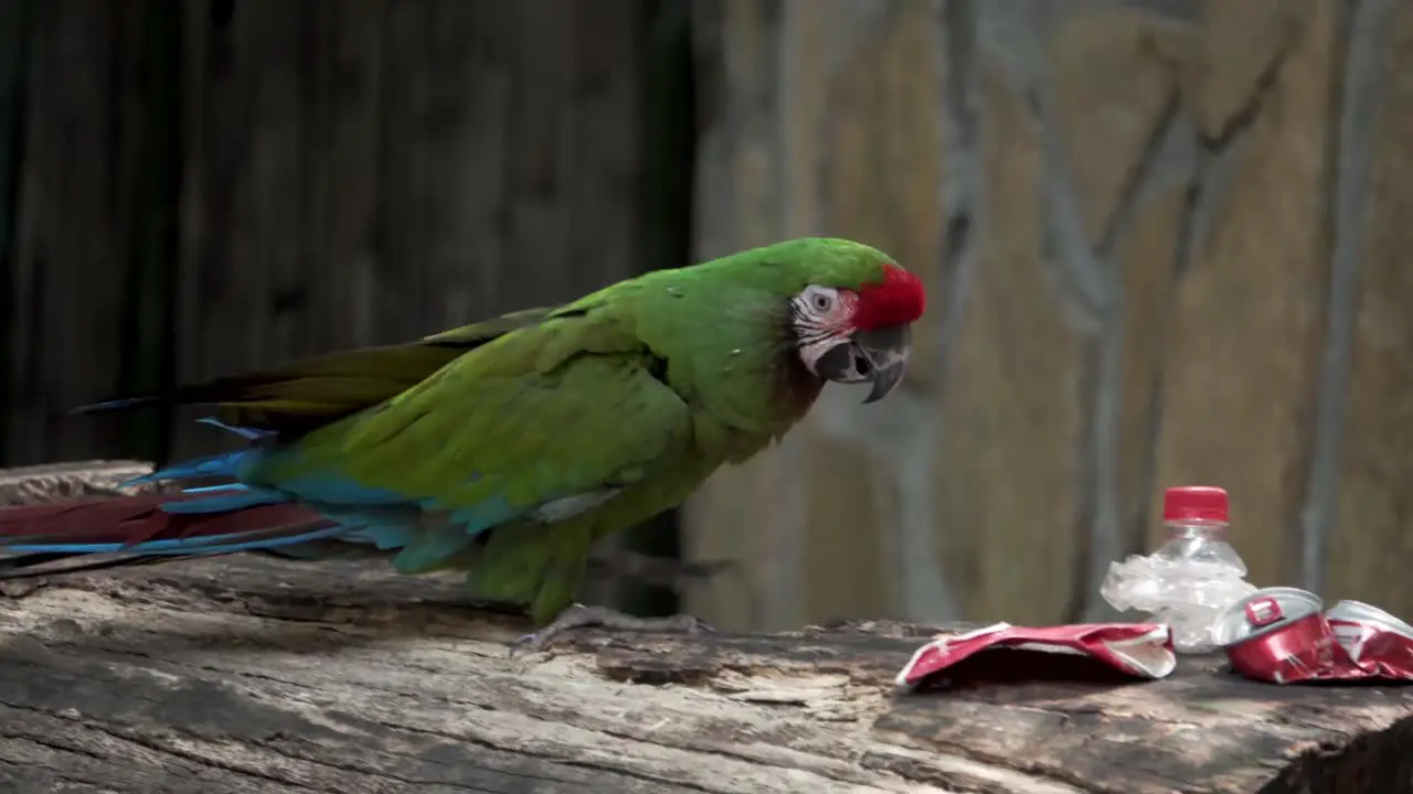 close encounter with animals show in bioparque