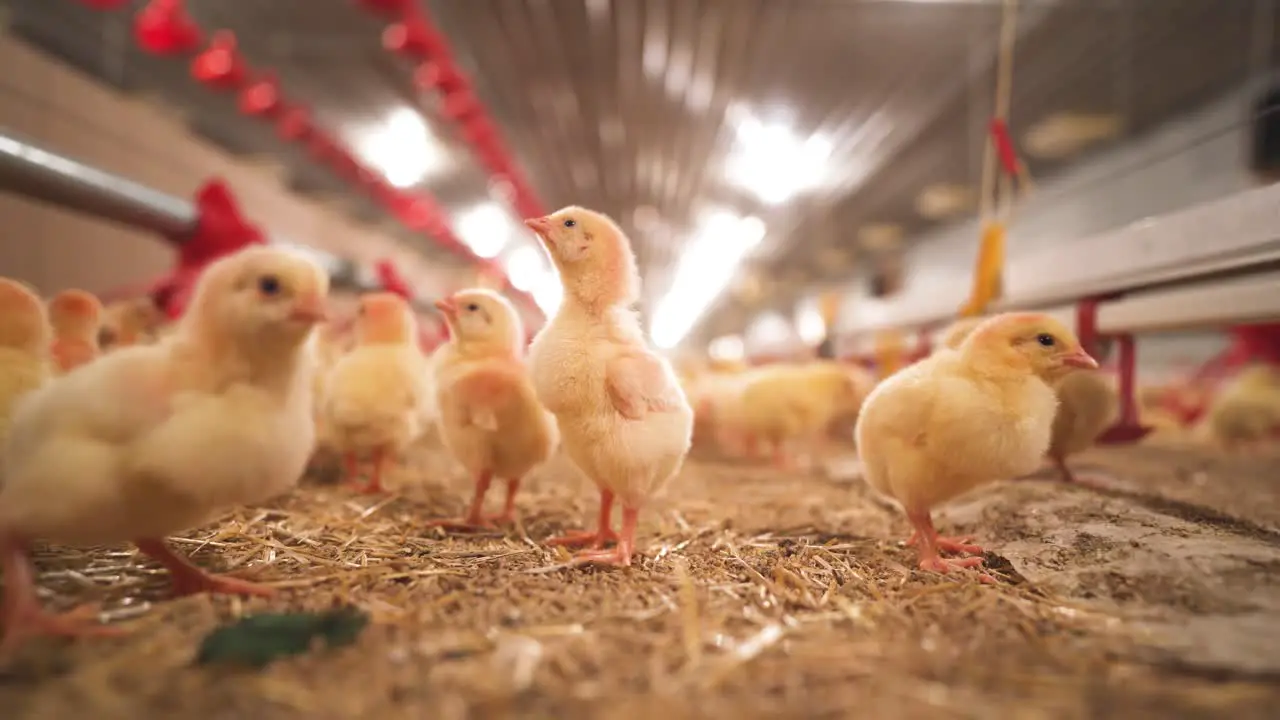 Curious and fuzzy yellow young chickens in a barn standing tall examining her surroundings