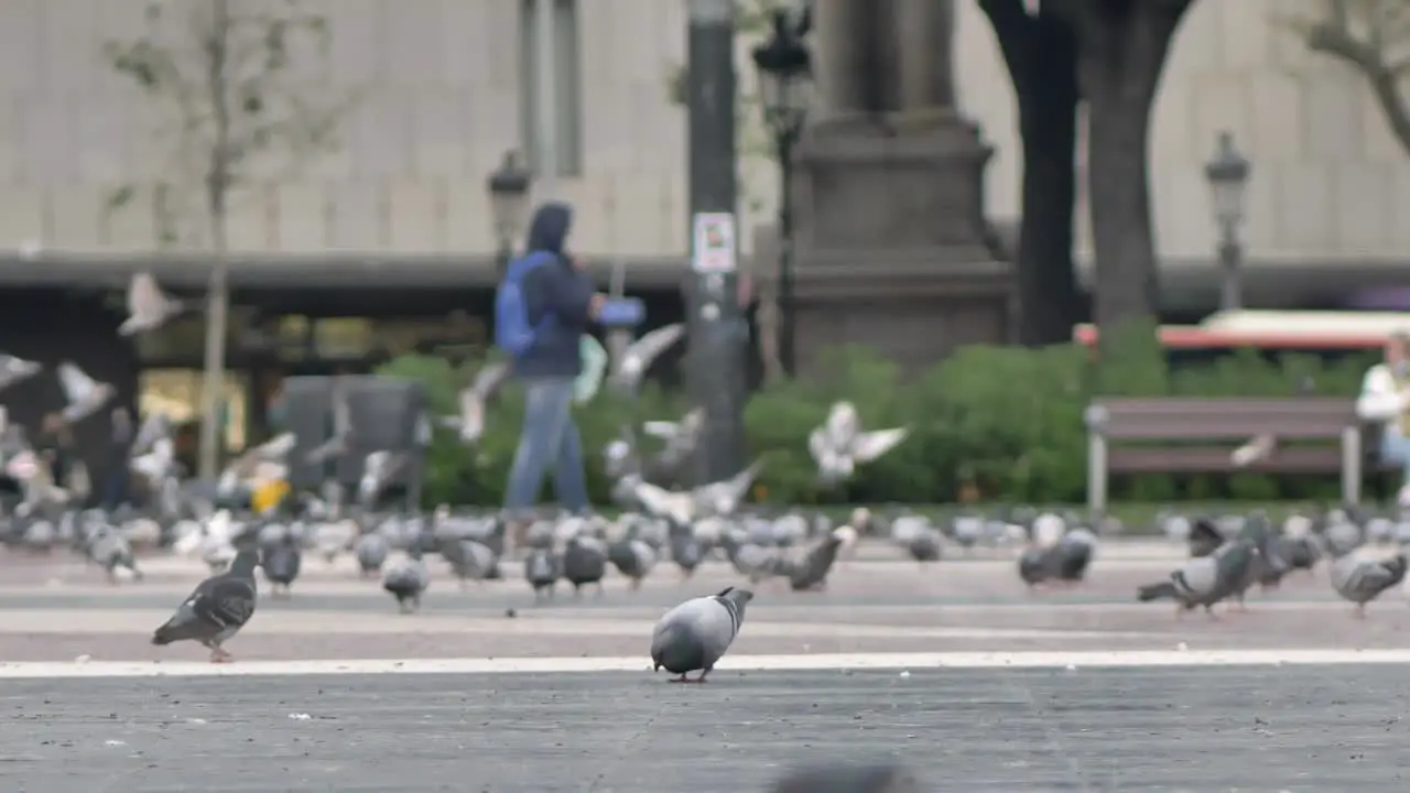 Slow motion city pigeons bustling for food closeup Catalonia pedestrian sidewalk