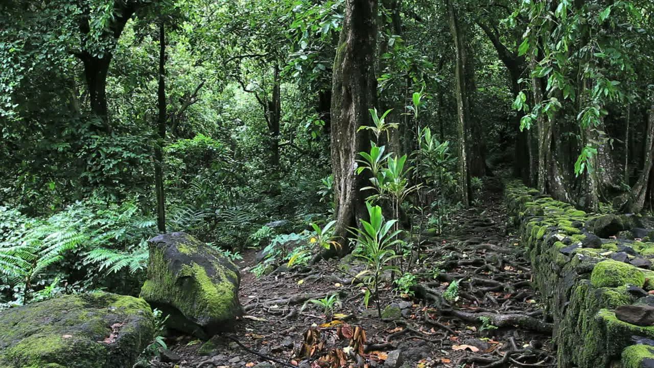 Moorea Mossy rocks by a marae wall