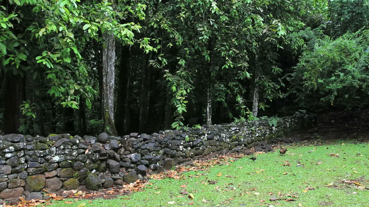 Chickens by a Marae wall in Moorea