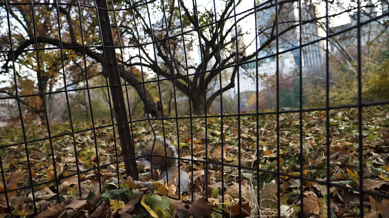 little squirrel behind fence looking curiously in the camera and searching for food in the leaves