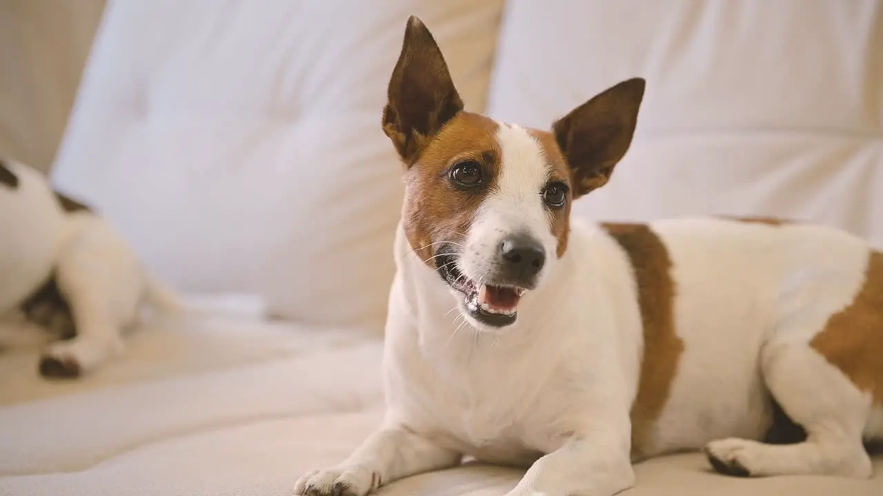 Camera Focuses On A Relaxed Dog Lying On The Sofa