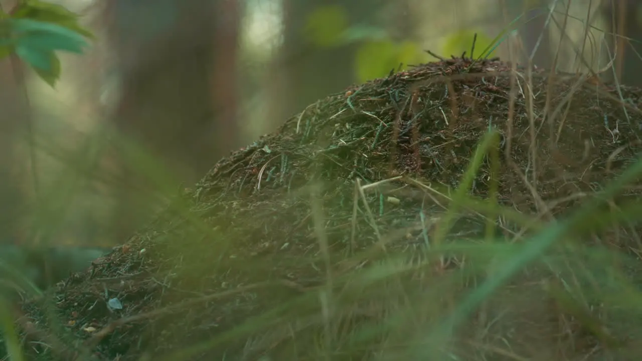 Wild forest ant nest in meditative green ground meadow grass in countryside