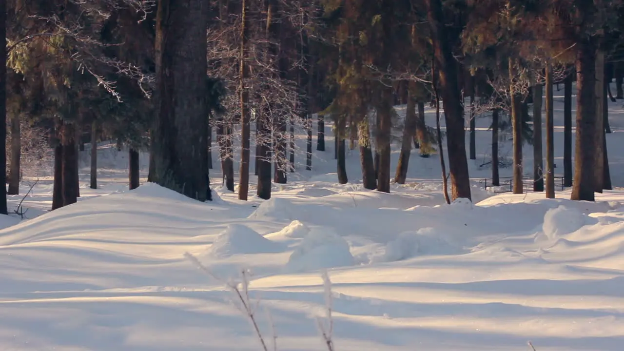 Schneebedeckter Park Im Winter Winterpark Sonnenlicht Auf Schnee Im Winterpark