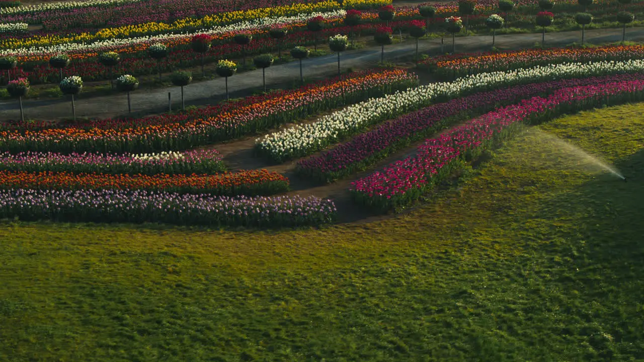 Valle De Flores Con Sistema De Riego A La Luz Del Amanecer Coche Viejo En El Parque De Primavera