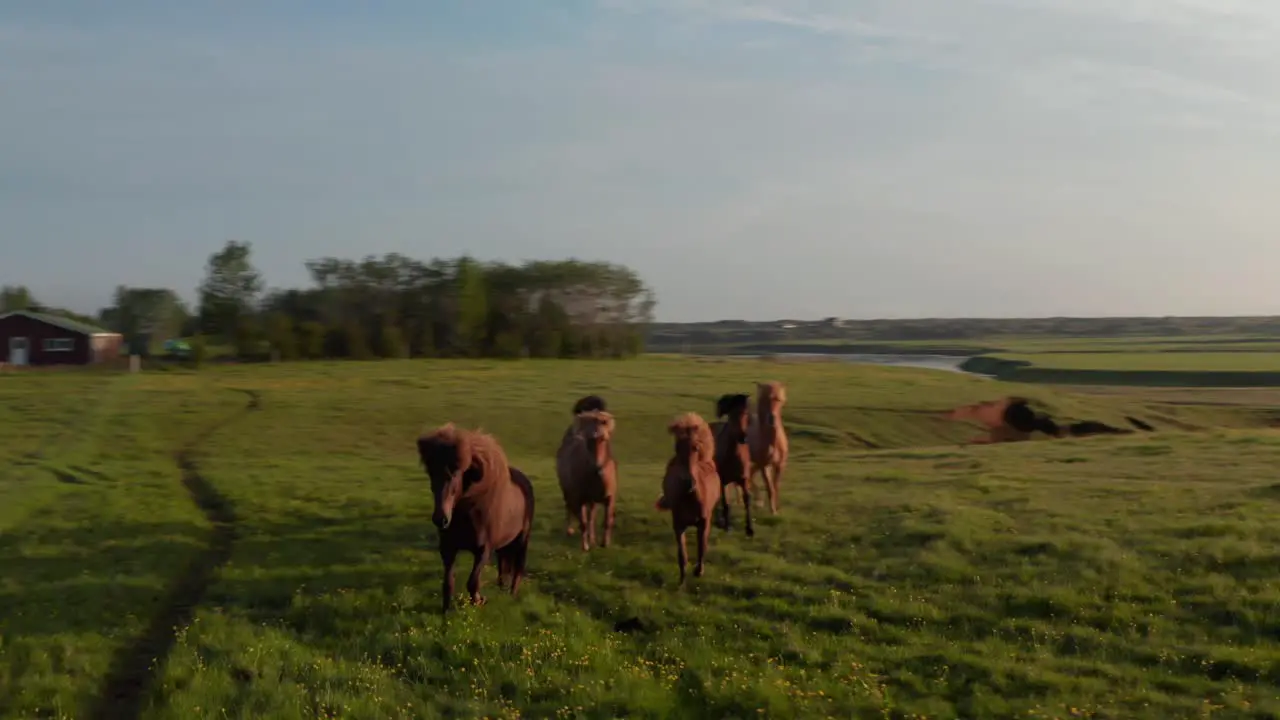 Vogelperspektive Pferde Vieh Weiden Bei Sonnenuntergang In Ackerland Ranch In Island Wiesenlandschaft Drohnenansicht Wildpferdherde Weiden Im Isländischen Hochland Thema Tier Und Tierwelt