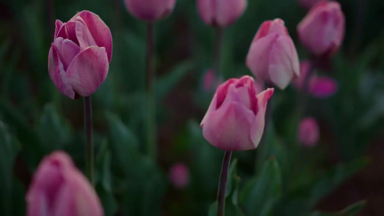 Nahaufnahme Vieler Rosa Blumen Im Freien Tulpenknospen Auf Smaragdgrünem Blatthintergrund