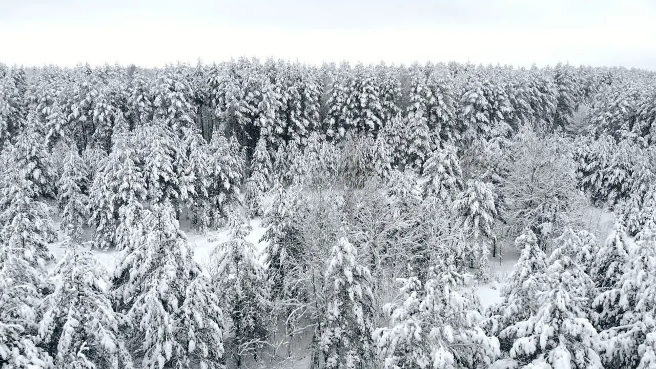 Vista Superior Del Bosque De Invierno Estudio Aéreo