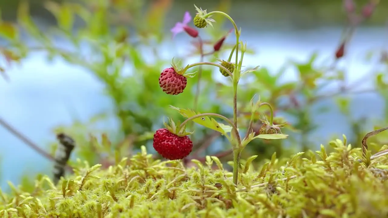 Berry of ripe strawberries close up Nature of Norway