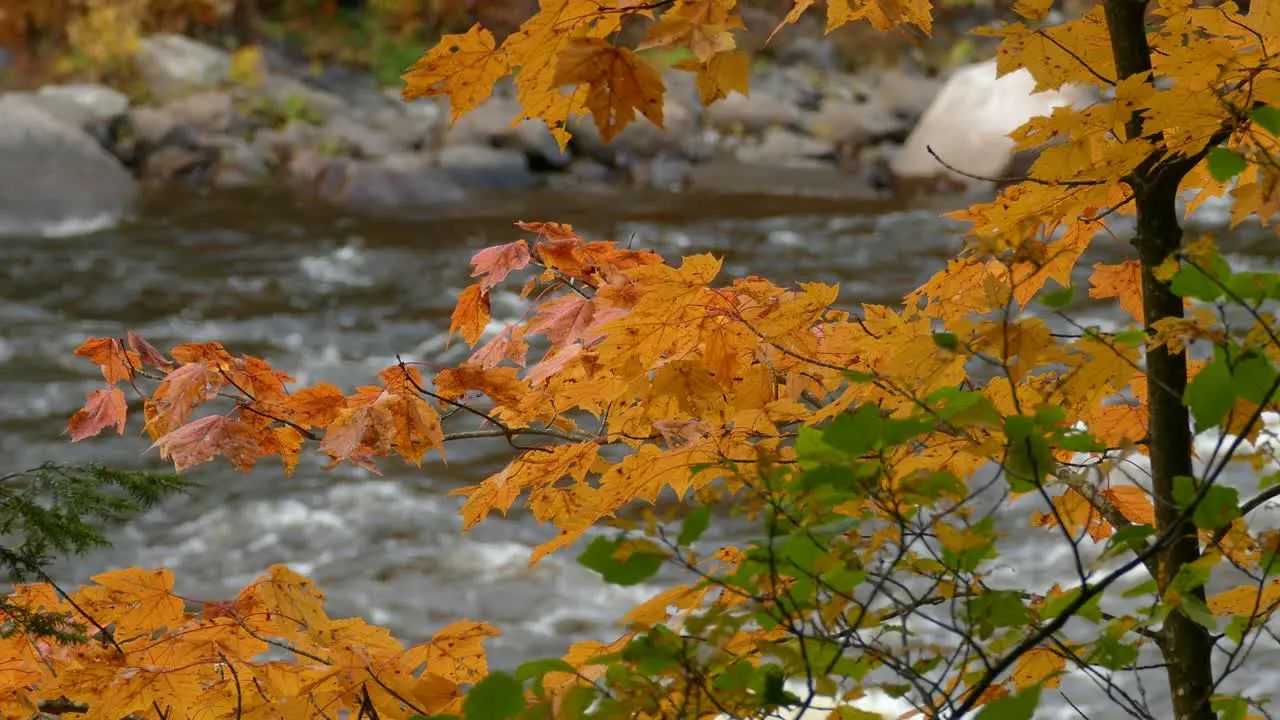 Amazing colors made by nature shown in stable calm relaxing shot at the river