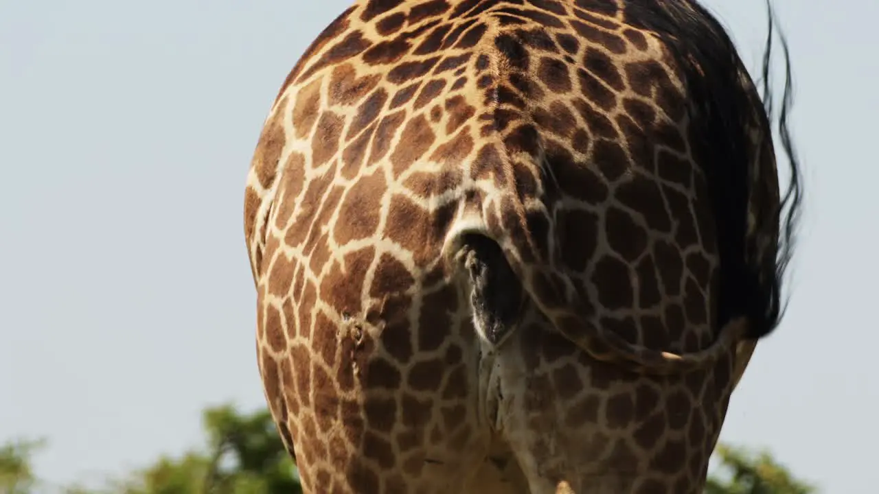 Slow Motion Shot of Giraffe close up rear walking tail flicking African Wildlife in Maasai Mara National Reserve Kenya Africa Safari Animals in Masai Mara North Conservancy