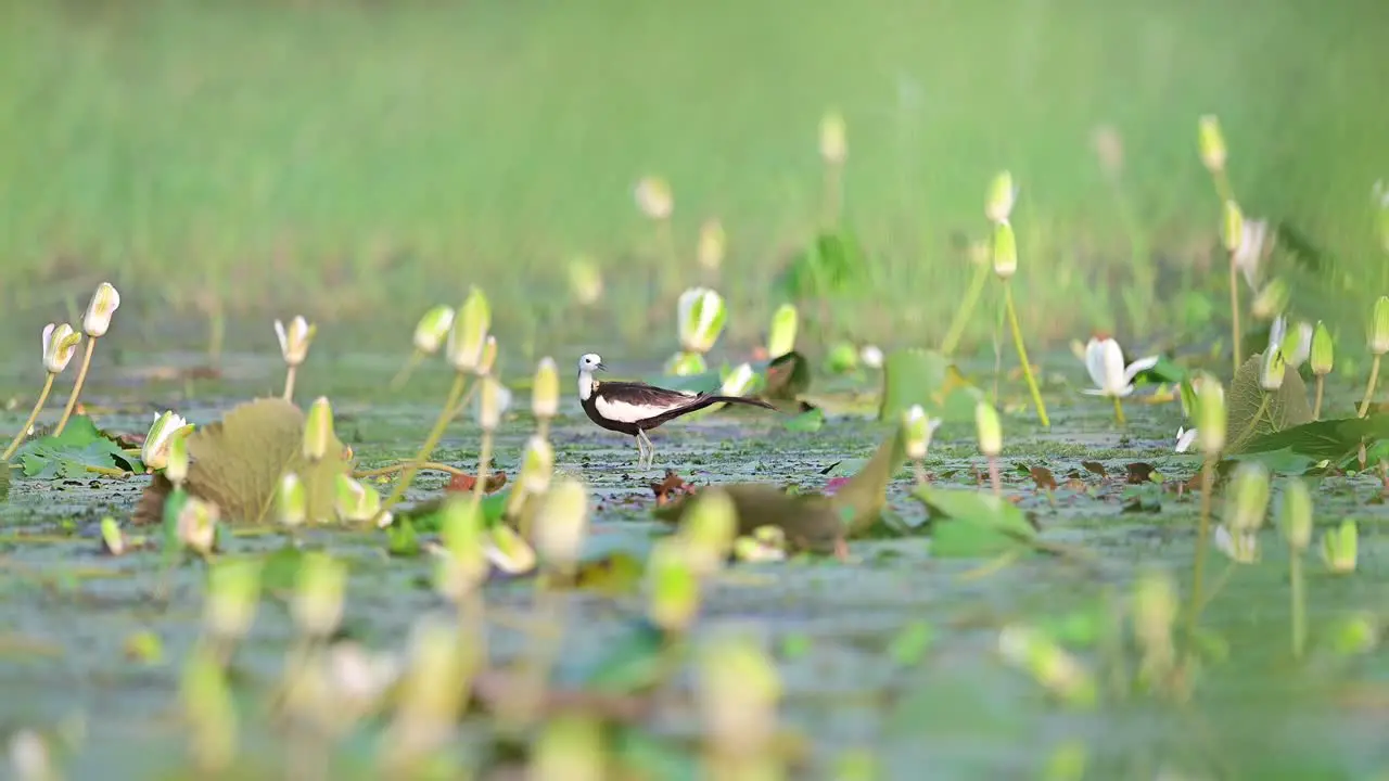 Pheasant-tailed Jacana water bird in wetland