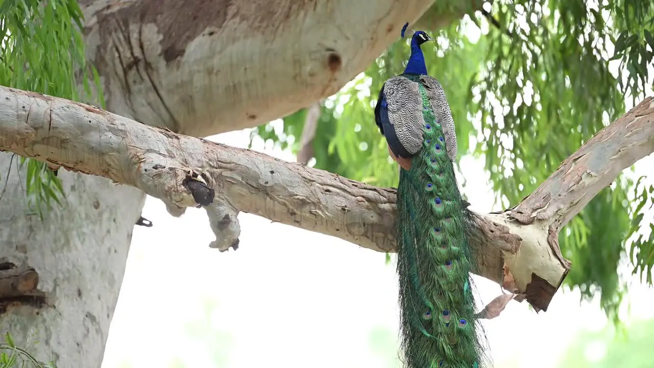 The Indian peafowl also known as the common peafowl and blue peafowl in forest