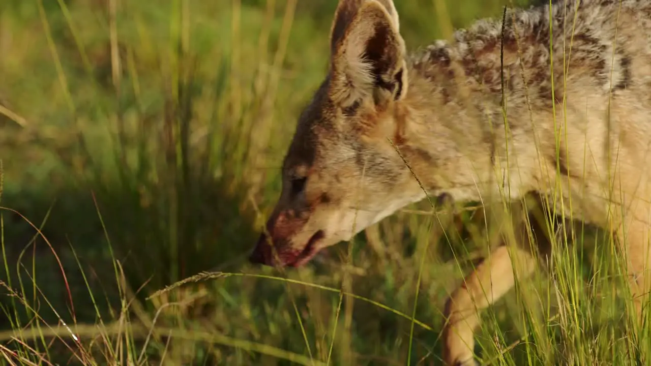 Slow Motion Shot of Close shot of Jackal face with blood around mouth after feeding on dead antelope African Wildlife in Maasai Mara North Conservancy Nature in Masai Mara National Reserve