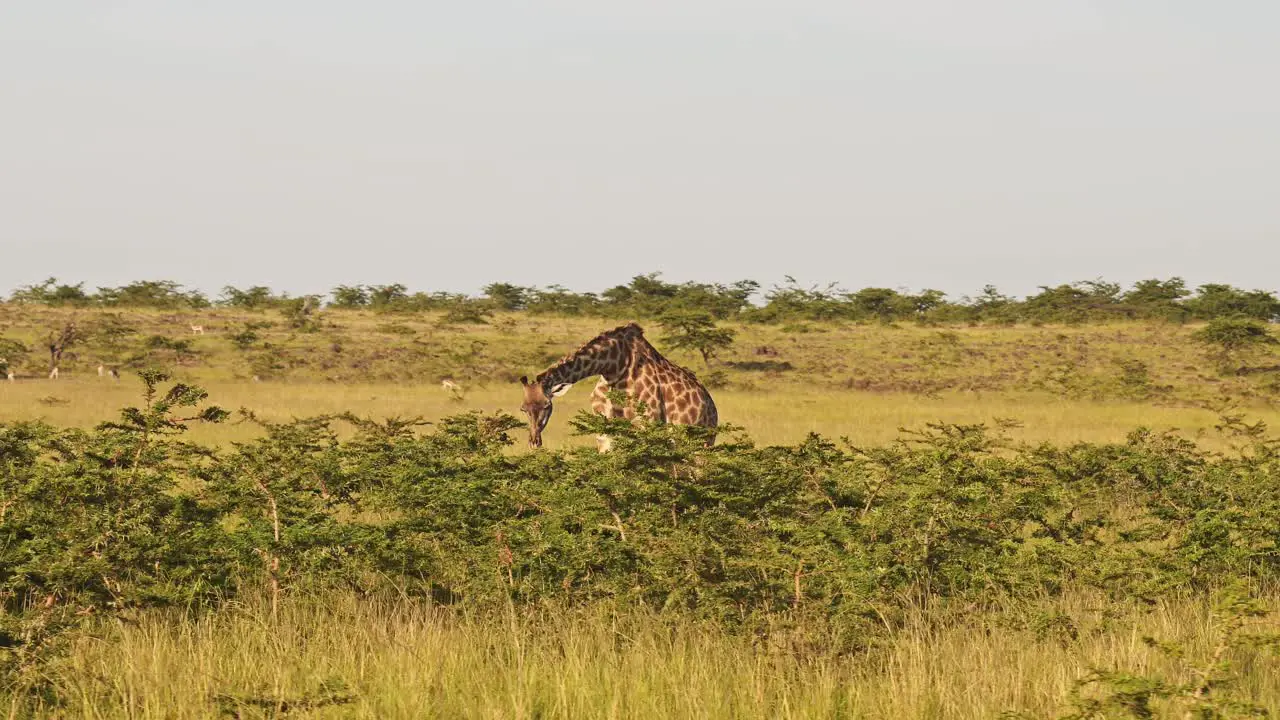 Slow Motion of Giraffe Eating and Feeding on Bushes and Shrubs in Africa Maasai Mara African Wildlife Safari Animals in Masai Mara Kenya Steadicam Gimbal Tracking Shot