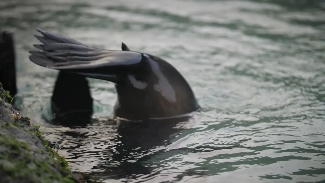 Back flippers of a baby fur seal sticking out above the water surface