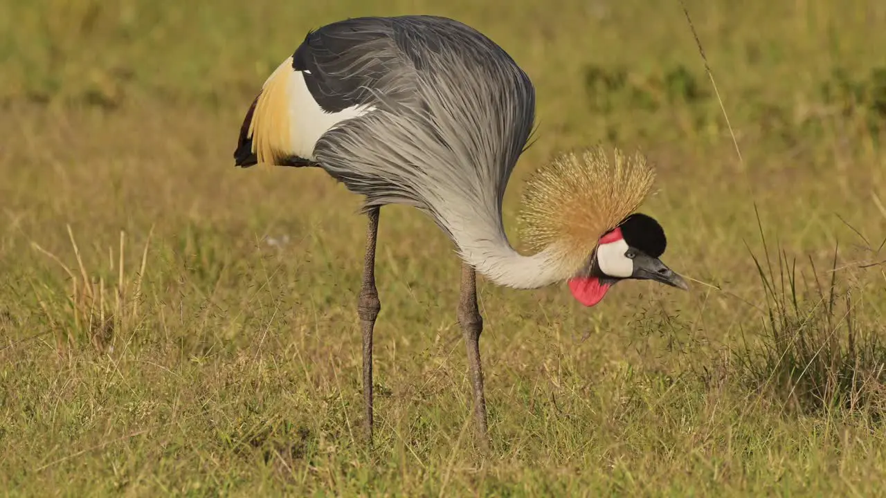 Slow Motion Shot of Grey Crowned Cranes feeding in the tall grass of the savanna savannah in beautiful light showing colourful feathers African Wildlife in Maasai Mara National Reserve Kenya