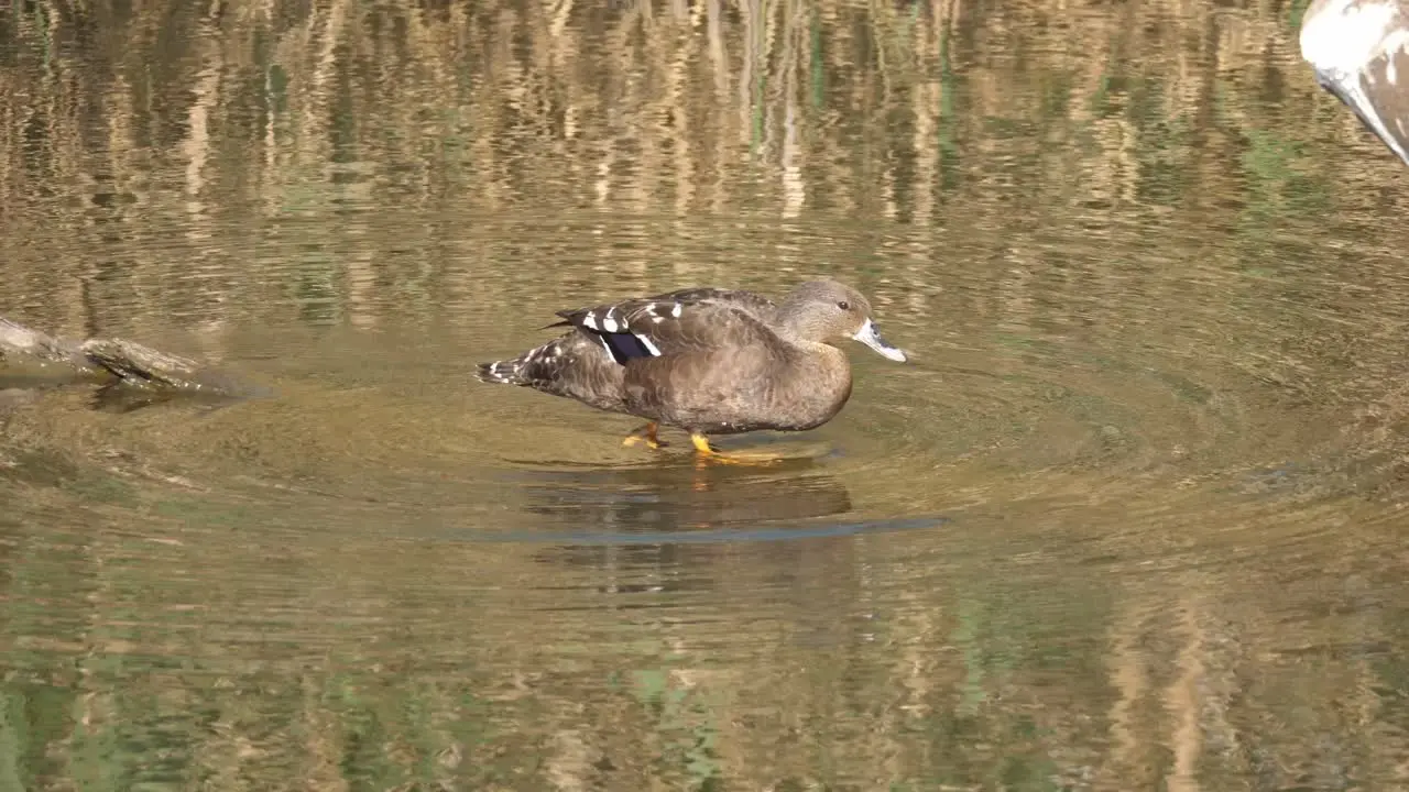 Cinematic shot of an African black duck enters and swim into water