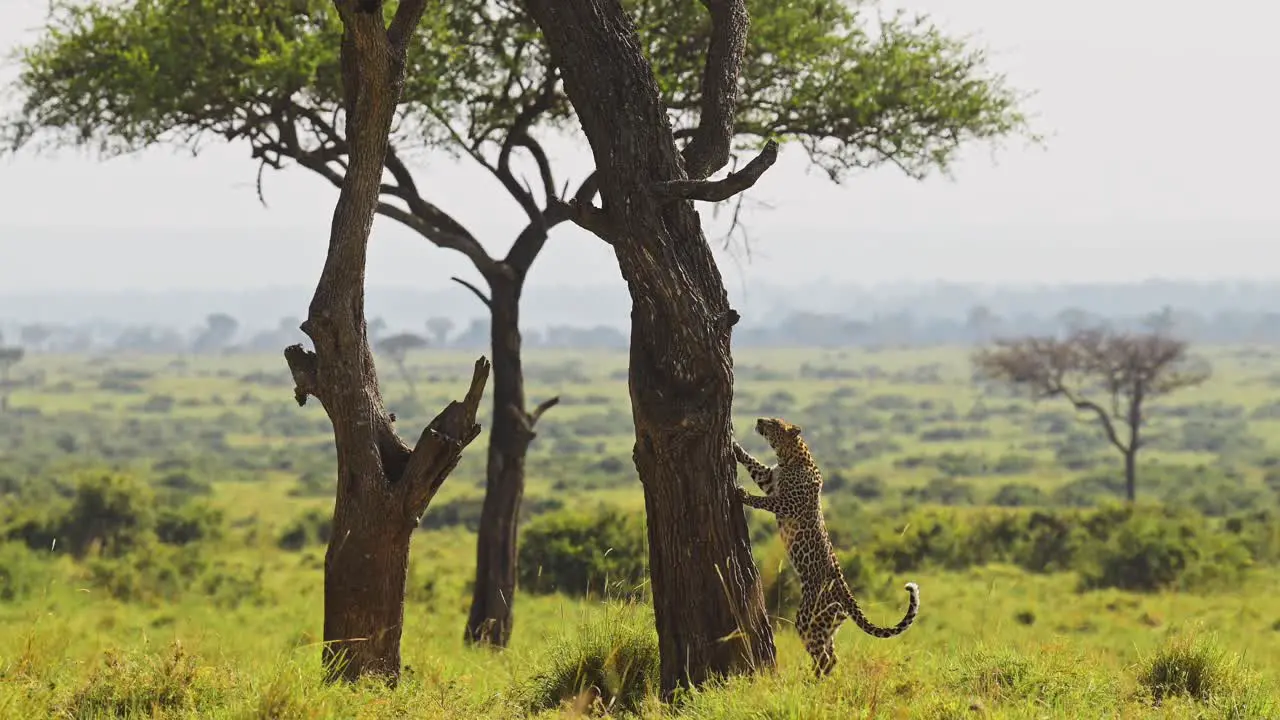 Leopard Climbing a Tree Amazing Masai Mara Africa Safari Animal Wildlife Leaping and Jumping Up a Trunk with Beautiful Maasai Mara Nature Landscape Unique Sighting Encounter in Kenya