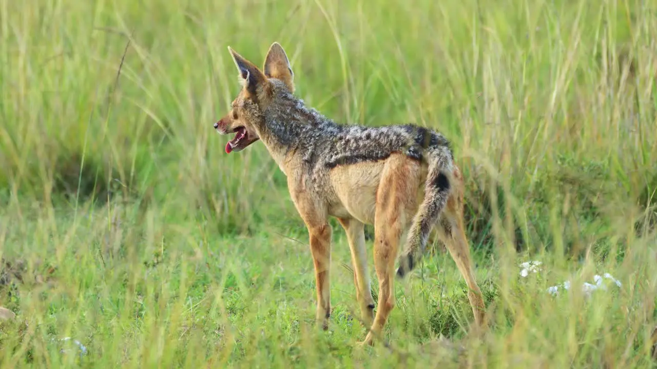 Slow Motion Shot of Jackal with bloody mouth feeding panting after hunting African Wildlife in Maasai Mara National Reserve Kenya Africa Safari Animals in Masai Mara North Conservancy