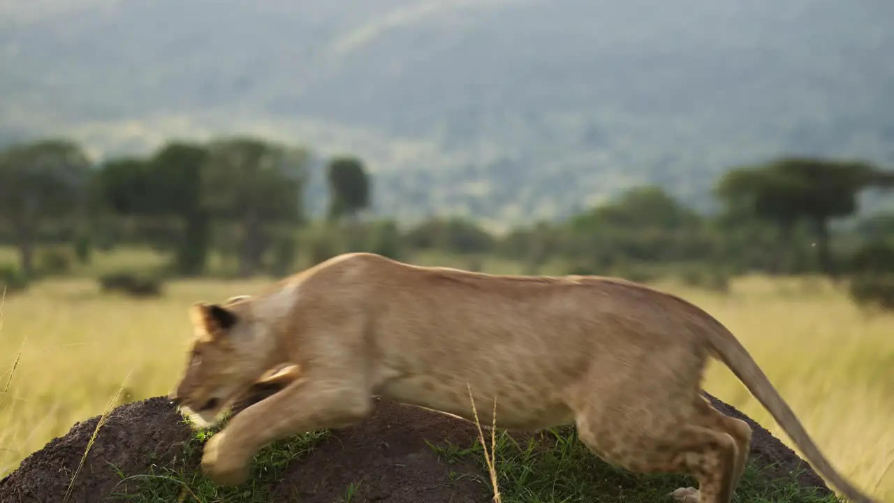 Slow Motion of Lion Playing and Running on Termite Mound in Africa Lioness in Masai Mara Kenya Chasing other Lions in the Pride on Termite Mound on African Wildlife Safari in Maasai Mara