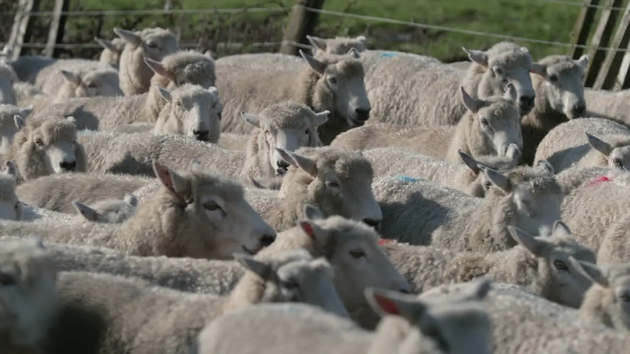 herd of sheep guided into the pen